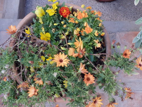 Colorful Flower Pot.